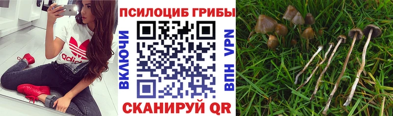 закладка  Отрадное  Псилоцибиновые грибы ЛСД 
